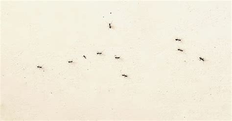 房間出現很多螞蟻
